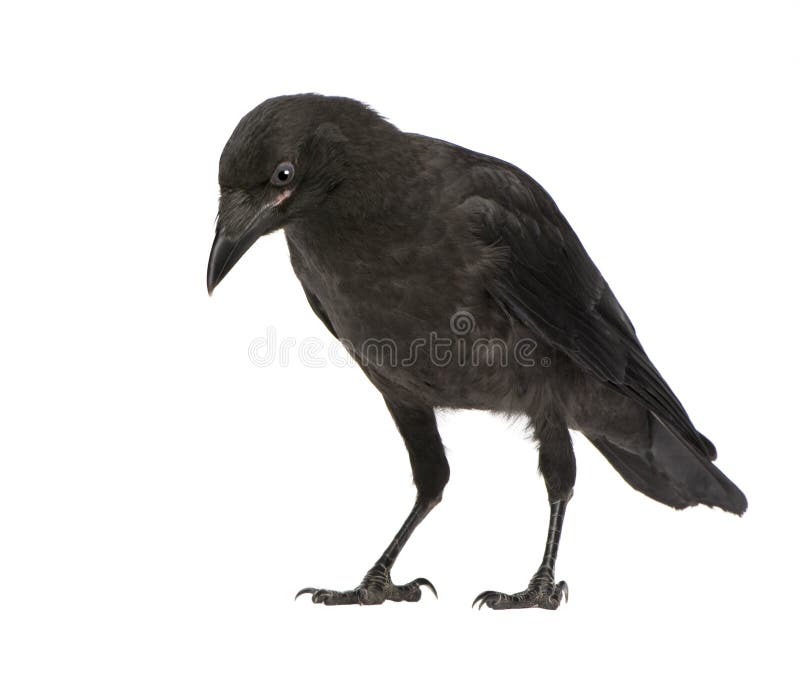 Jeune corneille de charogne - corone de Corvus (3 mois) Jeune corneille de charogne - corone de Corvus (3 mois)
