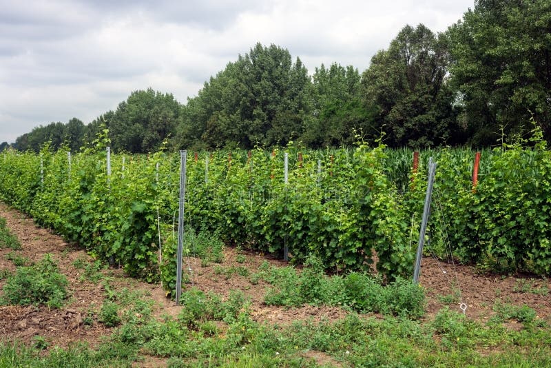 Jeune culture de raisin, vignoble roumain images stock Jeune culture de raisin, vignoble roumain images stock