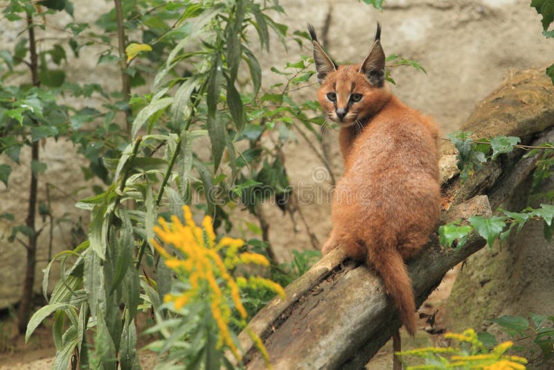 The juvenile of caracal sitting on the wood. The juvenile of caracal sitting on the wood.