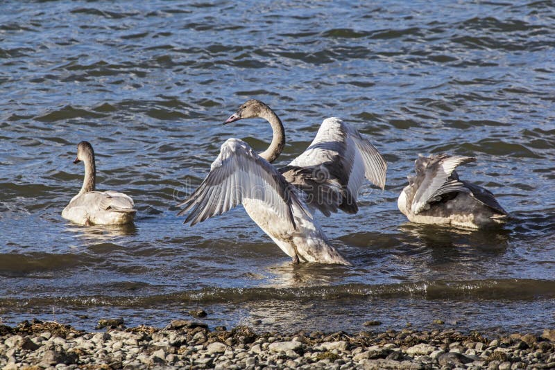 The Trumpeter Swans of Yellowstone Park are colorful and this immature juvenile is flapping its wings. The Trumpeter Swans of Yellowstone Park are colorful and this immature juvenile is flapping its wings.