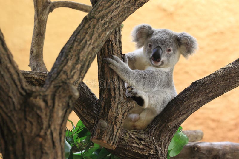 The juvenile of koala sitting on the tree. The juvenile of koala sitting on the tree.