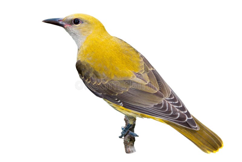 Golden oriole juvenile isolated on white background. Golden oriole juvenile isolated on white background