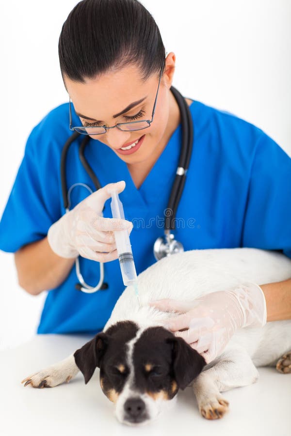 Chien vétérinaire de vaccination images stock Chien vétérinaire de vaccination images stock