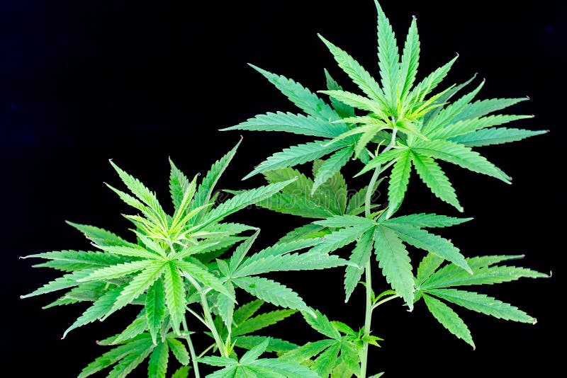 Jeune détail vert d'usine de cannabis de feuille photos stock Jeune détail vert d'usine de cannabis de feuille photos stock