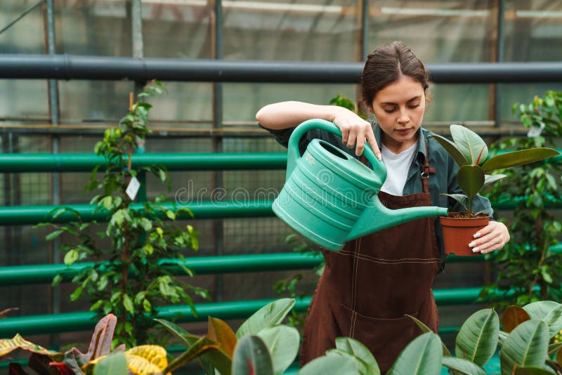 Jeune femme jardinière arrosage en travaillant en serre images libres de droits
