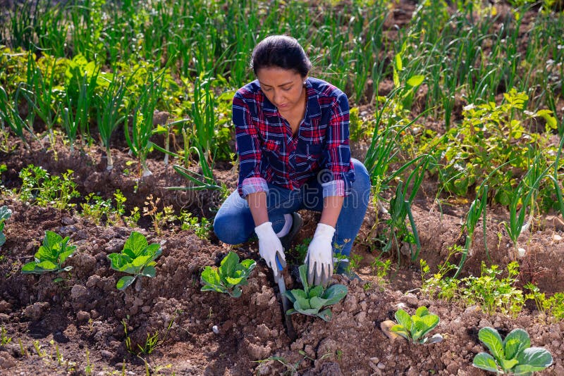 Young woman gardener during planting cabbage in garden. Young woman gardener during planting cabbage in garden