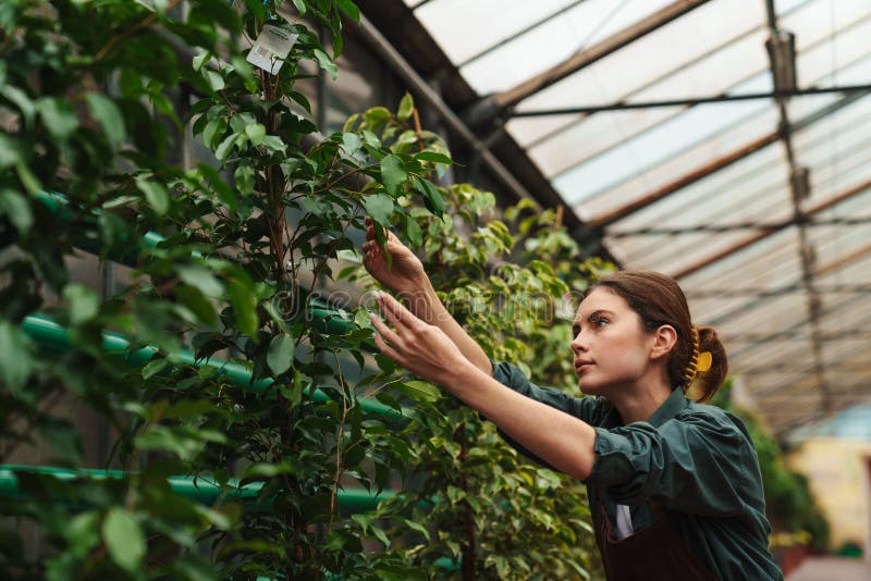 Jeune femme jardinière qui s'occupe des plantes pendant qu'elle travaille en serre photographie stock
