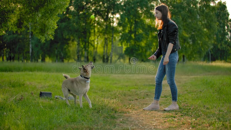 Jeune femme, lance une balle de tennis à son chien pour la faire voler en l'air Un jeu amusant avec un animal de compagnie