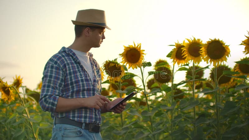 Jeune fermier avec tablette sur un champ de tournesol le soir ensoleillé