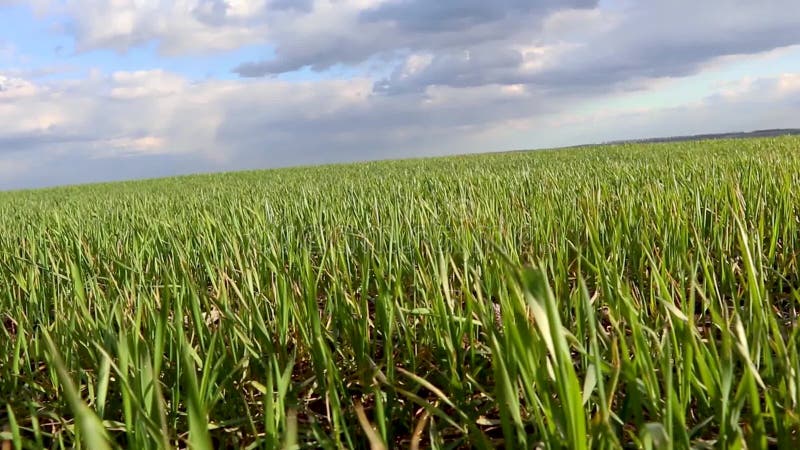 Jeune fin mobile verte de champ d'herbe de maïs du blé banque de vidéos