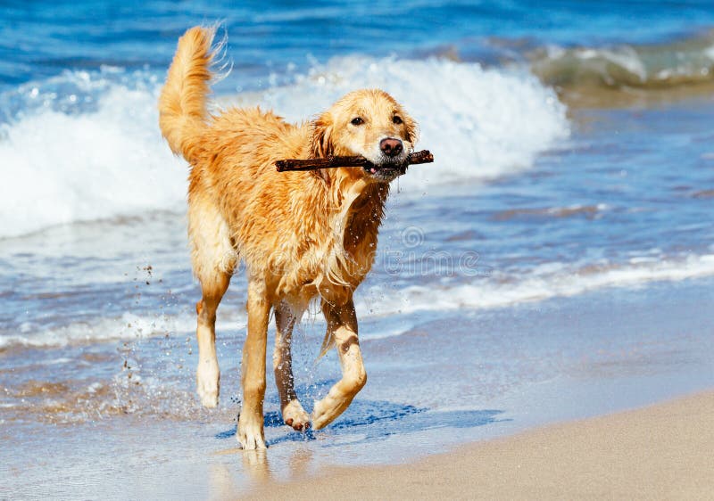 Jeune golden retriever heureux images stock Jeune golden retriever heureux images stock