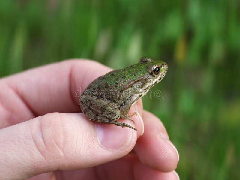 2 275 Jeune Grenouille Verte Photos Libres De Droits Et Gratuites De Dreamstime