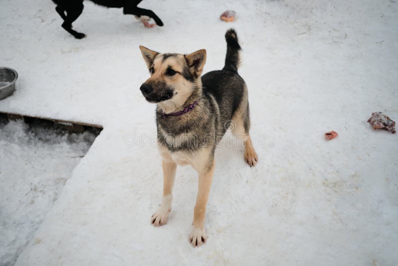 Jeune gris blanc alaskan husky regarder et attendre une partie de la nourriture. race nordique de chien avec oreilles saillantes. photographie stock libre de droits