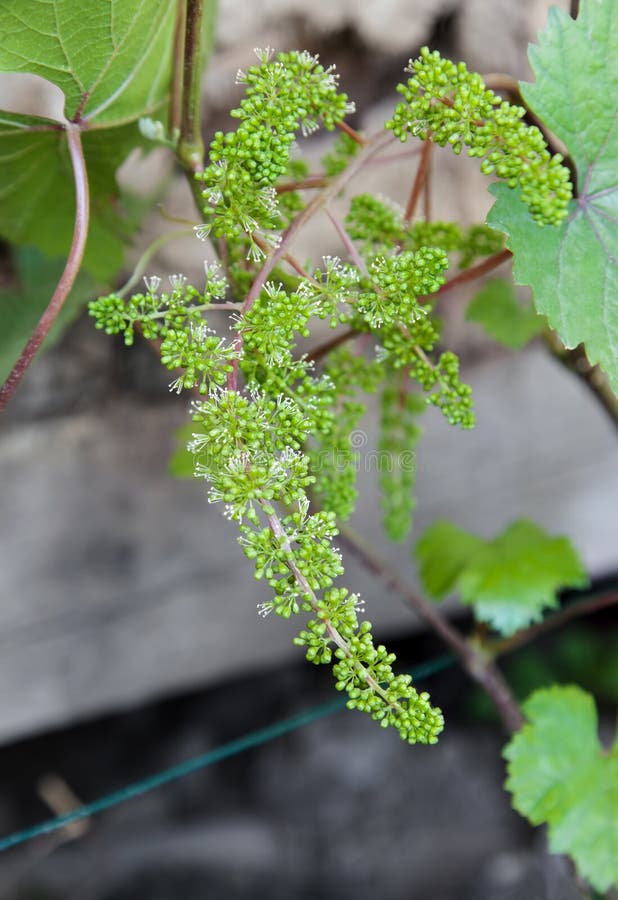 Jeune groupe de raisins photographie stock libre de droits
