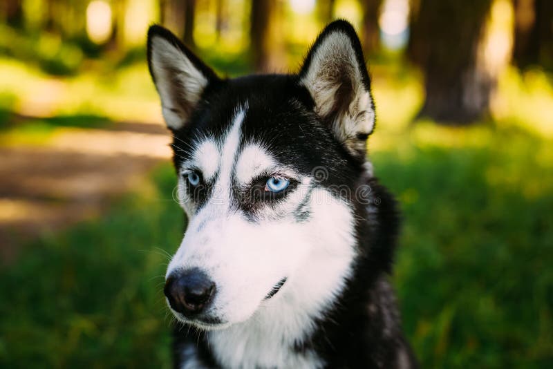 Jeune herbe heureuse de Husky Eskimo Dog Sitting In extérieure photographie stock libre de droits Jeune herbe heureuse de Husky Eskimo Dog Sitting In extérieure photographie stock libre de droits