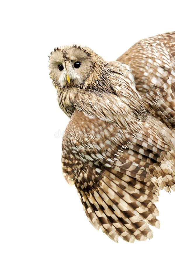 Young owl isolated on white background. Young owl isolated on white background