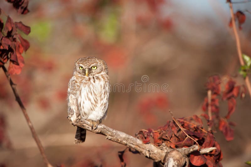 jeune hibou Perle-repéré (perlatum de Glaucidium) photographie stock jeune hibou Perle-repéré (perlatum de Glaucidium) photographie stock