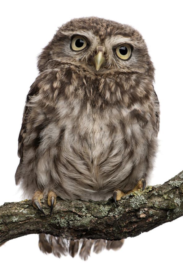 Jeune hibou étant perché sur le branchement Jeune hibou étant perché sur le branchement