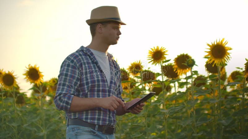 Jeune homme avec une tablette sur un terrain de tournesol dans une soirée ensoleillée