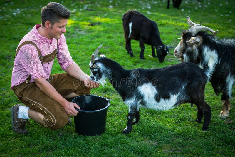 Jeune homme bavarois qui nourrit ses chèvres dehors