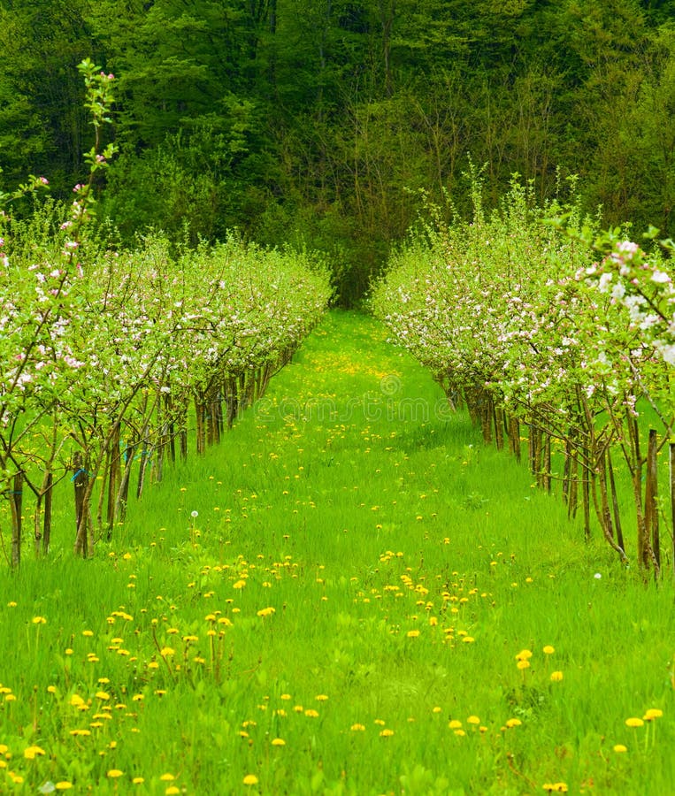Jeune jardin de pomme dans la fleur photos libres de droits Jeune jardin de pomme dans la fleur photos libres de droits