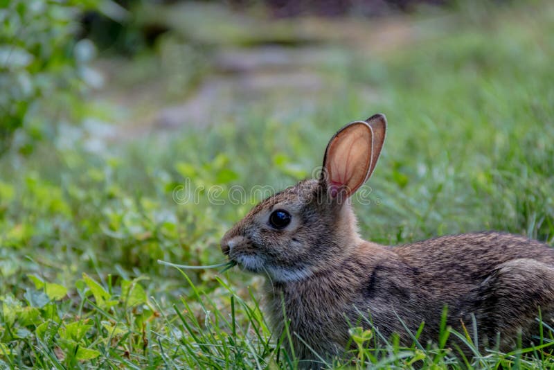 Jeune lapin de lapin oriental adorable dans le jardin d'herbe photographie stock Jeune lapin de lapin oriental adorable dans le jardin d'herbe photographie stock