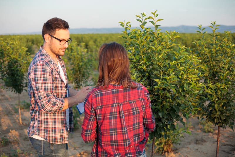 Jeune mâle sérieux et agronomes ou agriculteurs féminins travaillant dans un verger de fruit, inspectant de jeunes arbres photo stock Jeune mâle sérieux et agronomes ou agriculteurs féminins travaillant dans un verger de fruit, inspectant de jeunes arbres photo stock