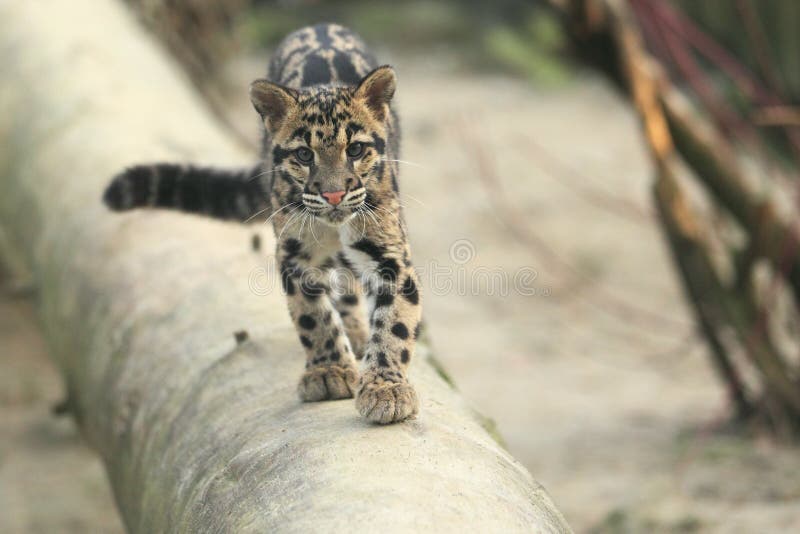 The approaching juvenile of clouded leopard. The approaching juvenile of clouded leopard.