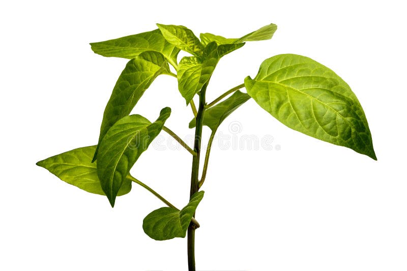 Jeune peppe de buisson, deux photographie stock libre de droits