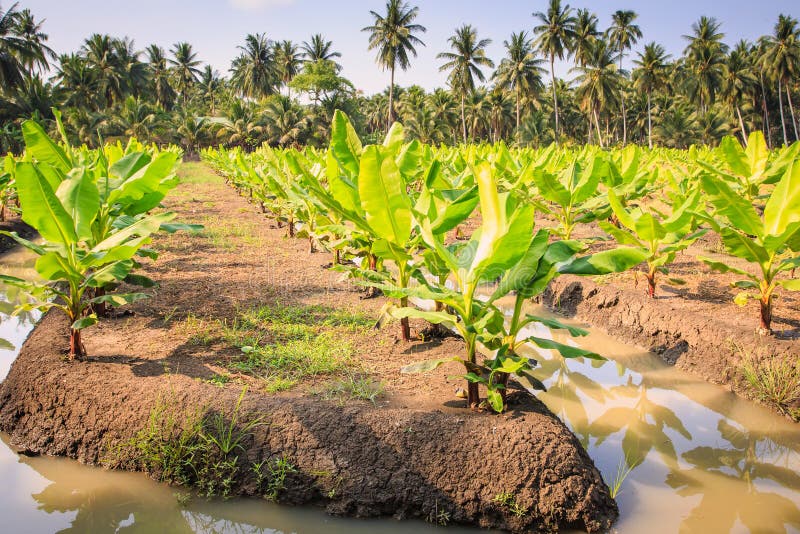 Jeune Plantation De Bananier En Thaïlande Image stock Image du lame
