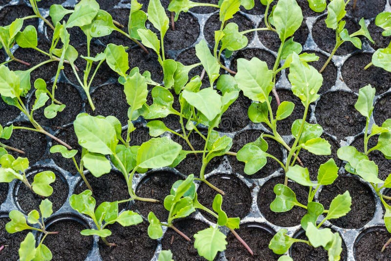Jeune plante de chou frisé dans le plateau image stock Jeune plante de chou frisé dans le plateau image stock