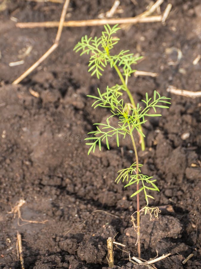 Jeune Jeune Plante De Cosmos Image stock - Image du earth, cheminée:  138434185