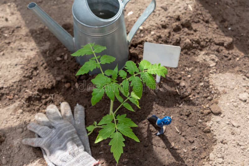 Jeune plante de tomate avec des outils de jardin Fin vers le haut Comcept d'agriculture photo stock Jeune plante de tomate avec des outils de jardin Fin vers le haut Comcept d'agriculture photo stock
