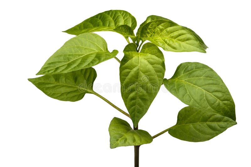 Jeune poivre de buisson images stock