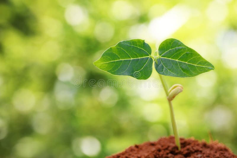 Jeune pousse photo stock. Image du vert, seedling, nature 17556772