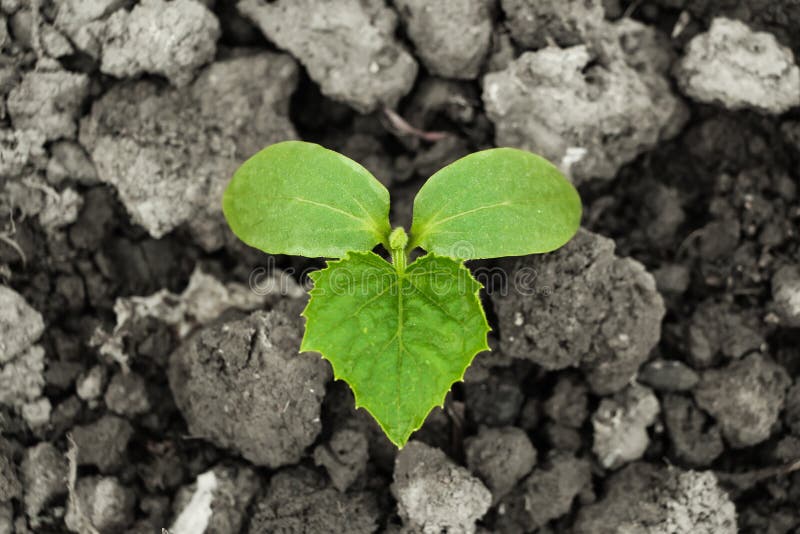 Jeune pousse photo stock. Image du pousse, jeune 17556772