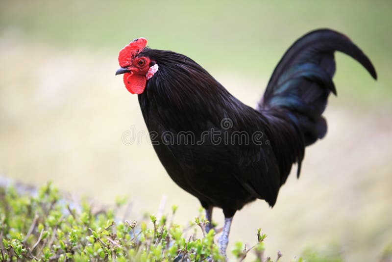 Jeune Robinet Noir Avec La Crête Rouge Photo Stock Image