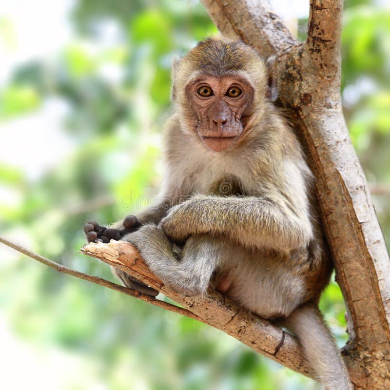 Jeune singe photos libres de droits