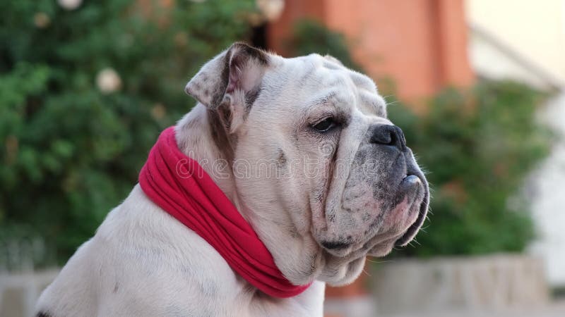 Jeune taureau anglais dans un collier de bandage rouge s'assoit et regarde dans la cour en été et garde la maison banque de vidéos
