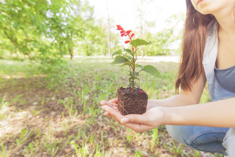 Jeune usine prête pour la jeune plante photographie stock libre de droits Jeune usine prête pour la jeune plante photographie stock libre de droits