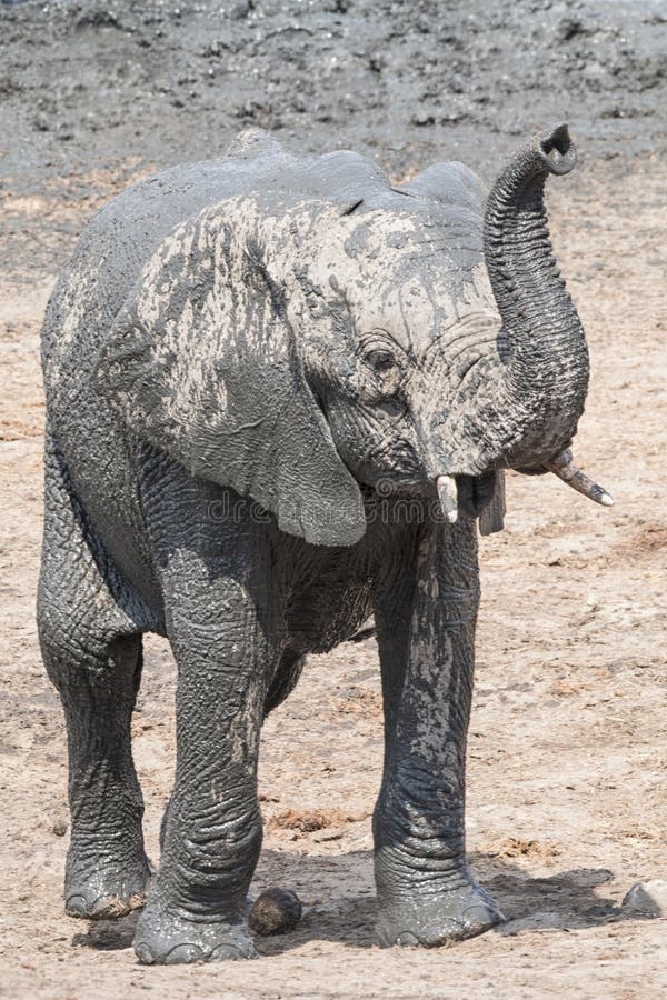 Jeune veau debout d'éléphant avec le tronc augmenté images libres de droits Jeune veau debout d'éléphant avec le tronc augmenté images libres de droits
