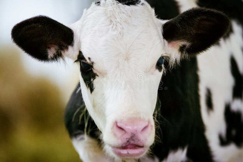 Veau du Holstein image stock. Image du extérieur, troupeau 13792855