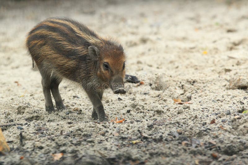 The juvenile of visayan warty pig strolling in the soil. The juvenile of visayan warty pig strolling in the soil.
