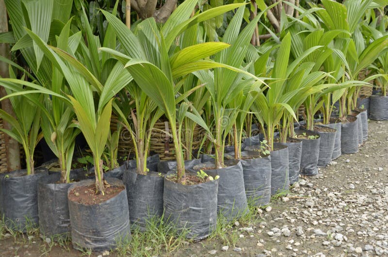 Jeunes arbres de noix de coco photos libres de droits Jeunes arbres de noix de coco photos libres de droits