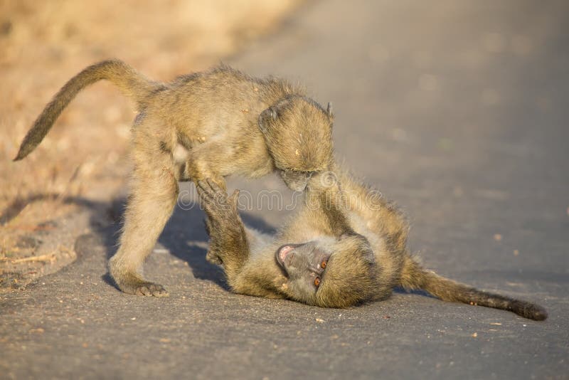 Jeunes babouins jouant dans une fin de l'après-midi de route avant de retourner photo stock Jeunes babouins jouant dans une fin de l'après-midi de route avant de retourner photo stock