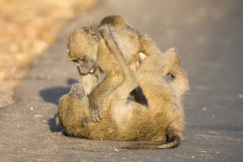 Jeunes babouins jouant dans une fin de l'après-midi de route avant de retourner photo stock Jeunes babouins jouant dans une fin de l'après-midi de route avant de retourner photo stock