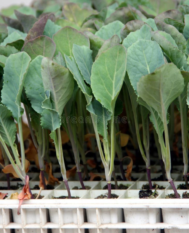 Cabbage young plants for commercial production ready for planting in to the garden field. Cabbage young plants for commercial production ready for planting in to the garden field.