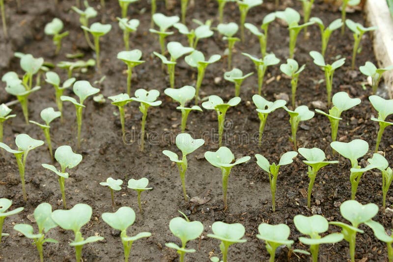 White cabbage young plants have sprouted in rows on wet soil in springtime. White cabbage young plants have sprouted in rows on wet soil in springtime