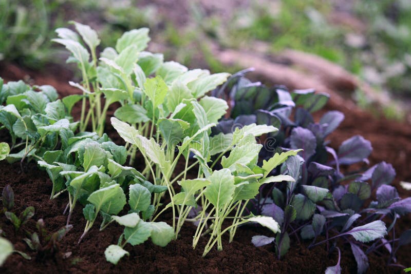 Young vegetable plants on the seedlings bed ready for planting on the garden bed. Young vegetable plants on the seedlings bed ready for planting on the garden bed.