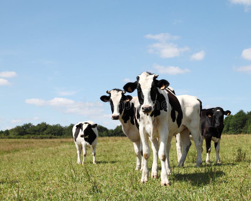 A group of shy young black and white friesian holstein dairy cow heifers stand looking at the camera in a pasture against blue sky. A group of shy young black and white friesian holstein dairy cow heifers stand looking at the camera in a pasture against blue sky.